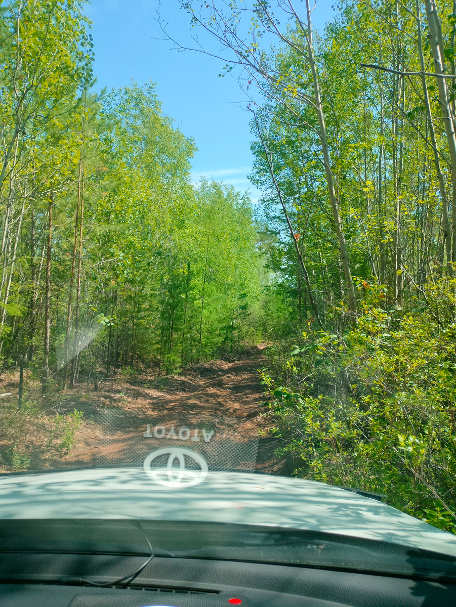 Фото автора. Заехали в лес