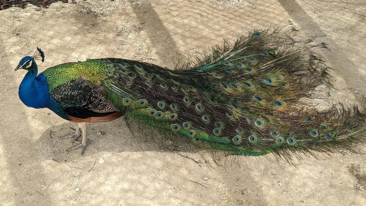Фото с сайта: https://pixnio.com/media/peacock-blue-greenish-yellow-tail-feather