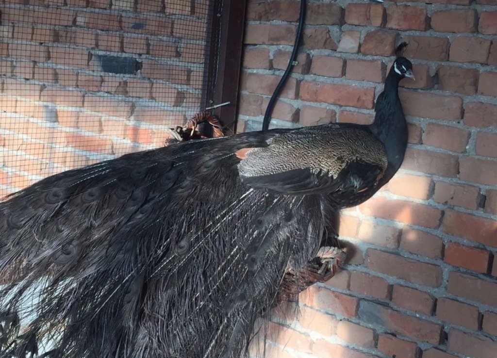 Фото с сайта: https://fanfics.me/message_comment5374388