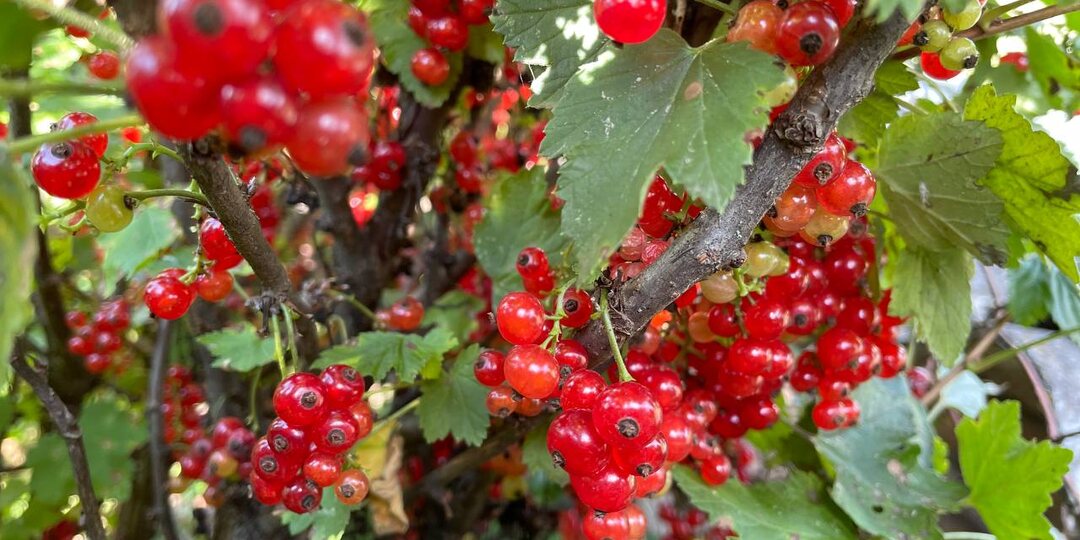 Подсказали обязательно обрезать макушки на смородине в июле – на обильный урожай
