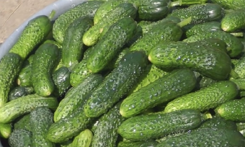 Маринованные огурцы с горчицей