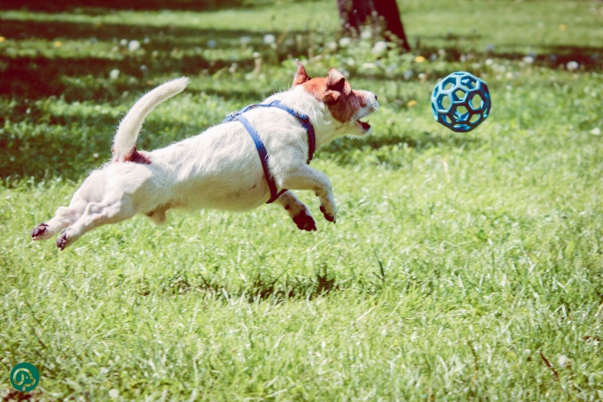 Собака играет 