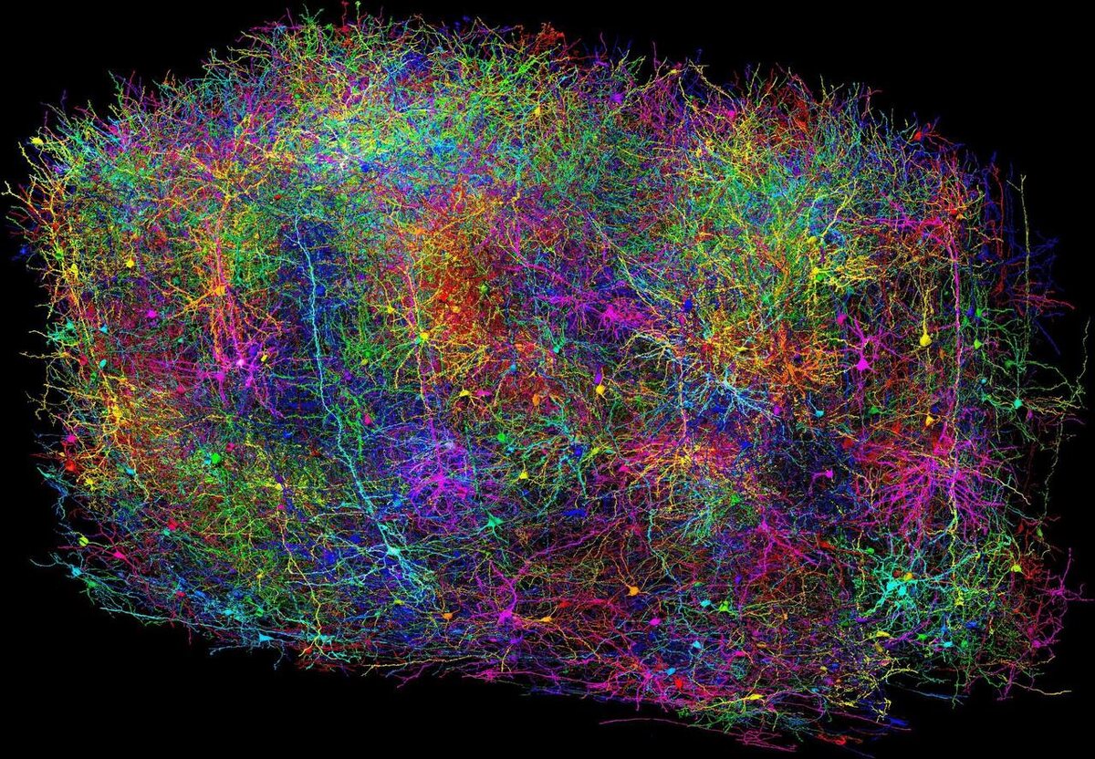 Мозг — это целая галактика информации. А это всего лишь один кубический миллиметр.

В одном кубическом миллиметре коры головного мозга может содержаться около 100 000 нейронов, 1 миллиард синапсов и сотни километров нейронных аксонов и дендритов.