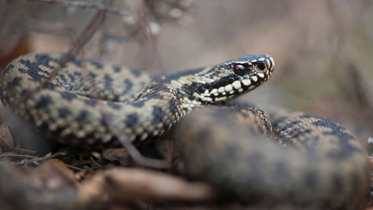    Фото: imageBROKER.com/Shutterstock/Fotodom