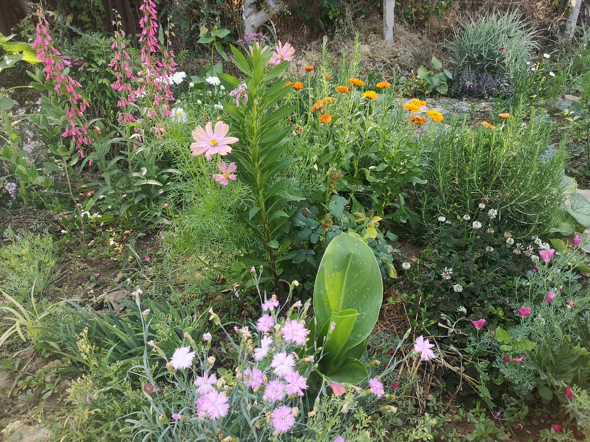 Если убрать розмарин (бывший черенок), космею, ноготки, гвоздику, эшшольцию (в углу. Это самосев), то было бы сильно пусто