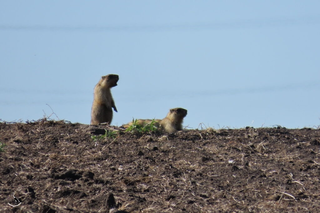    Два сурчонка. 10.07.25 Анна Власова