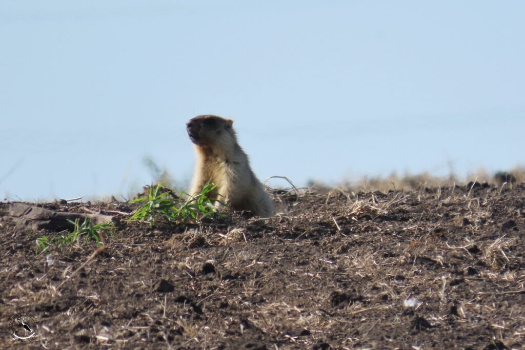     Сурчонок-байбачонок. 10.07.2025 Анна Власова