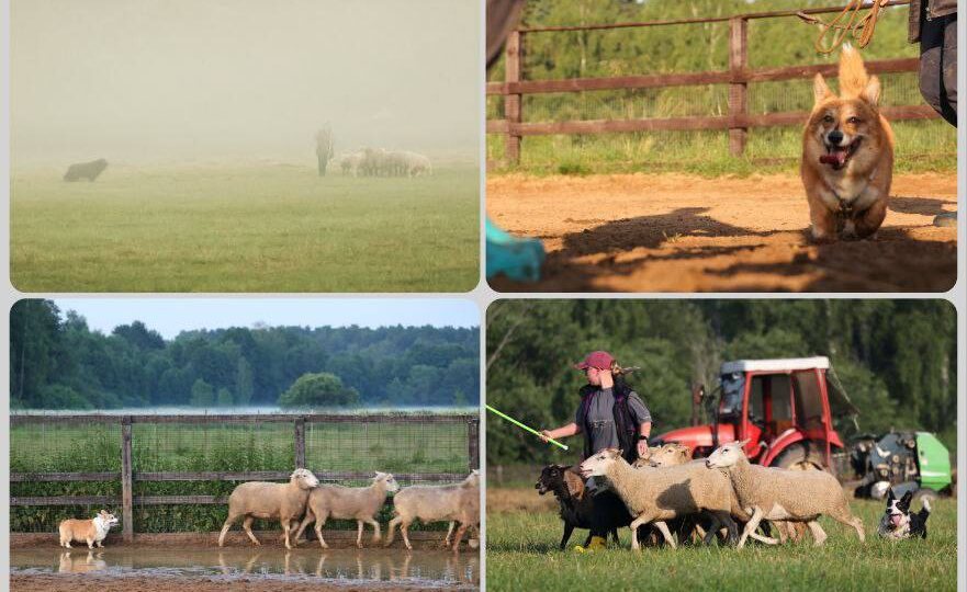 Лагерь по пастьбе с @Matveeva_OA и ноузворку подошел к концу