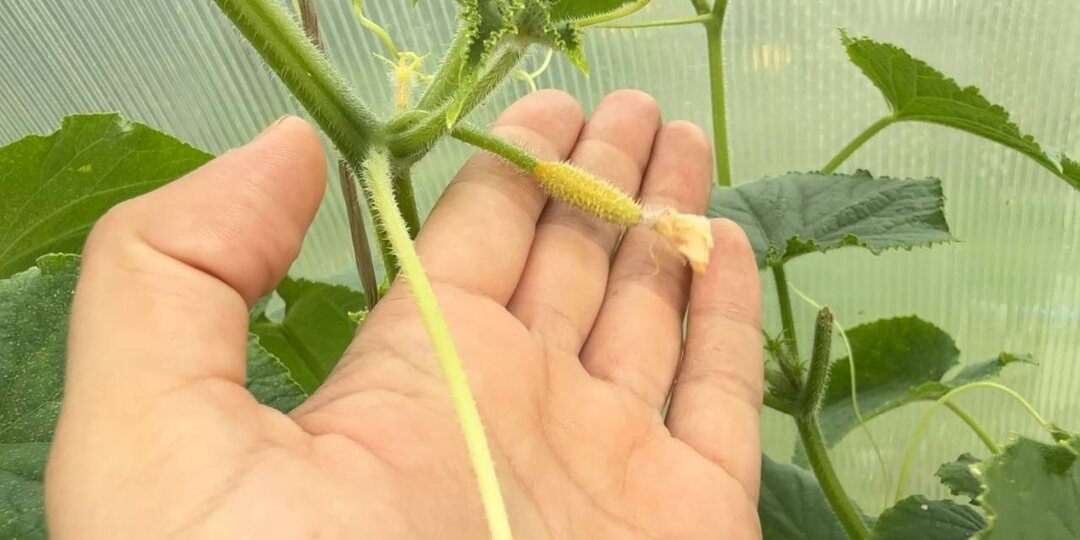 Если желтеют завязи у огурцов, срочно полейте таким настоем. Завязи перестанут желтеть и опадать, быстрый результат за пару дней