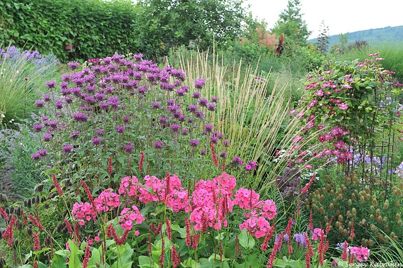 2. Монарда 'Scorpion'