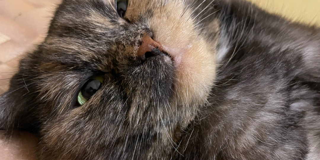 В 40 с лишним я наконец-то поняла, почему кошка метит обувь мочой, а все остальное просто щеками