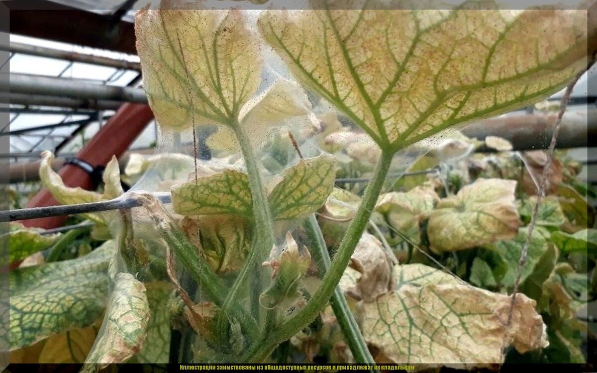 https://vk.com/photo-159774511_457271764. Паутинный клещ на огурцах