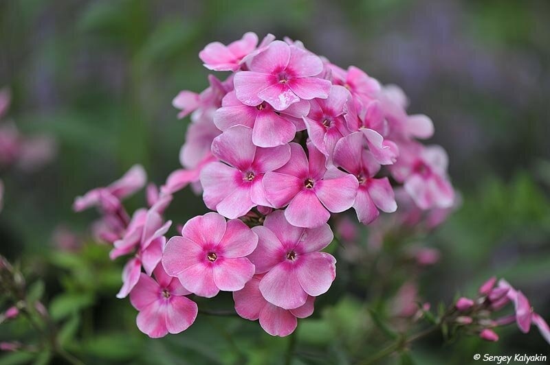 Флокс Актриса