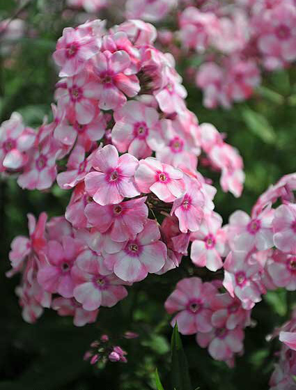 Флокс Актриса