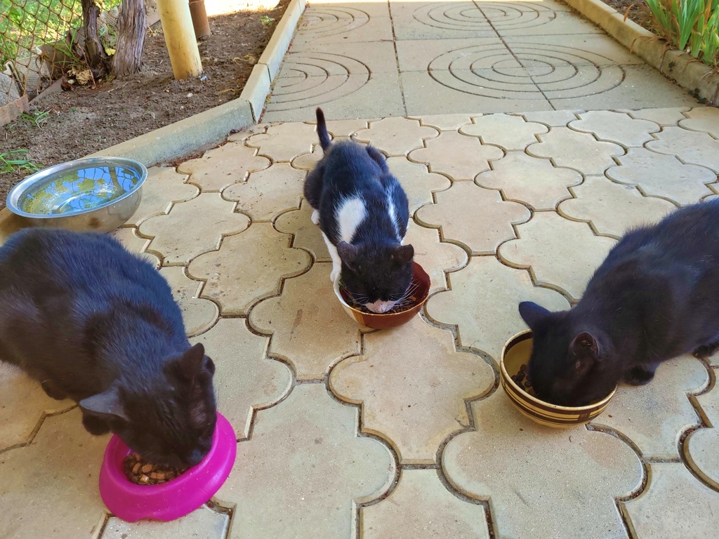 Часть наше кошачьей семьи.: Фима, Тима и Черныш