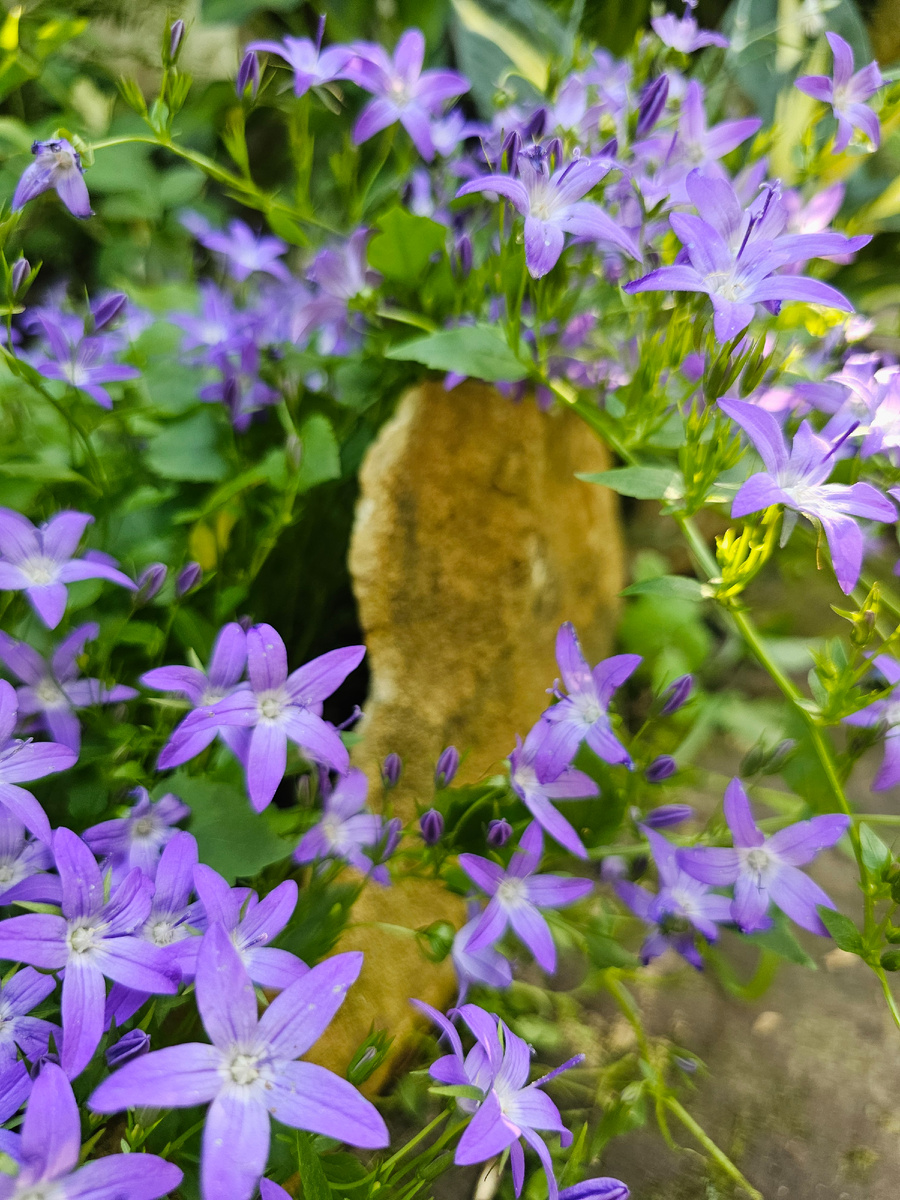 Колокольчик Пожарского