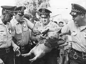 Поросёнок Пигасус в руках полицейских