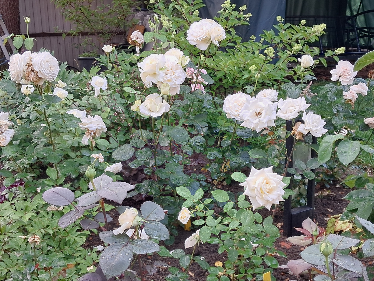 Розы в "Белом кабинете". Общий вид левого розария