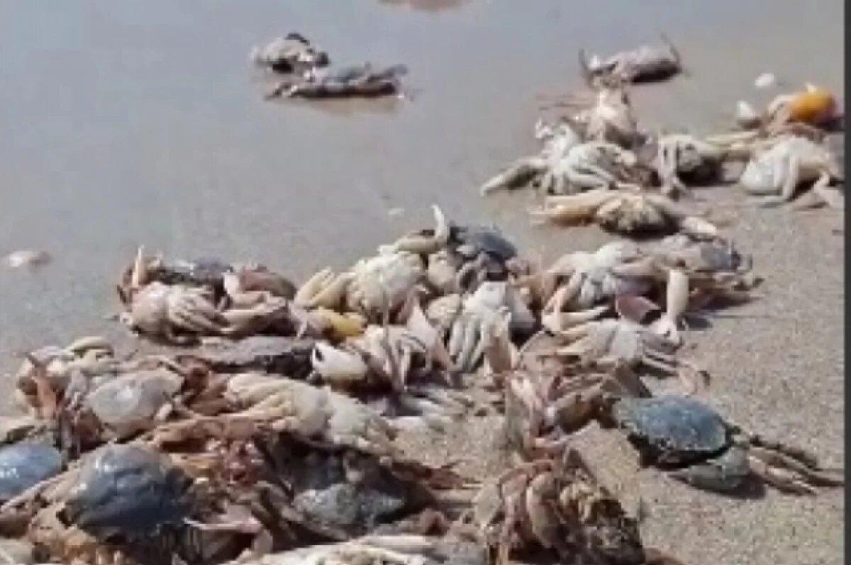    Десятки тысяч крабов и скатов выбросило на берег в Одесской области