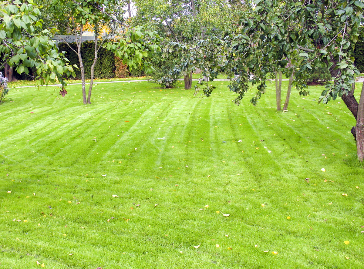 Посевной газон в плодовом саду