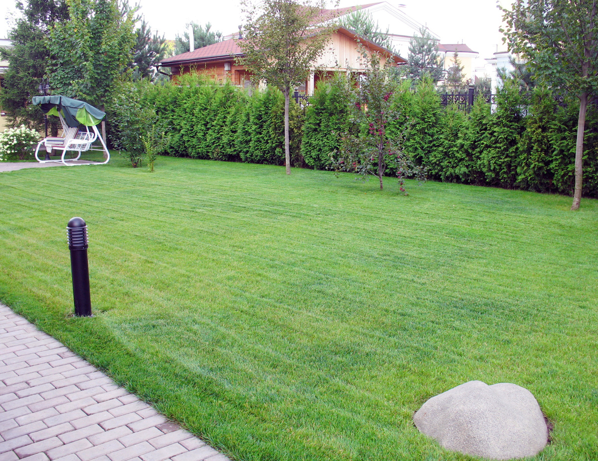 Рулонный газон на участке