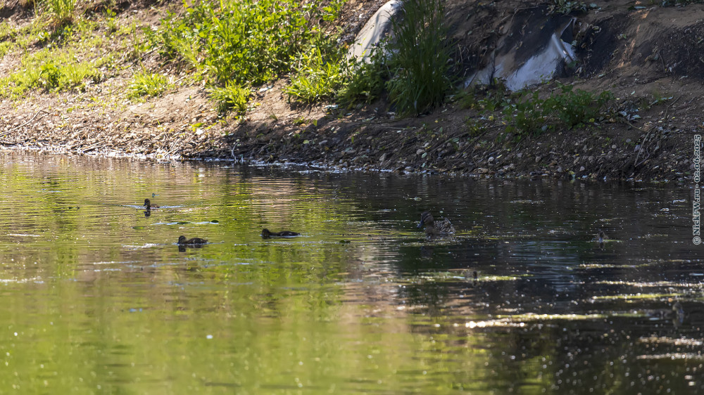 2. Утята кряквы с мамой. Руинный пруд. Кусково. © NickFW.ru — 02.06.2025г.