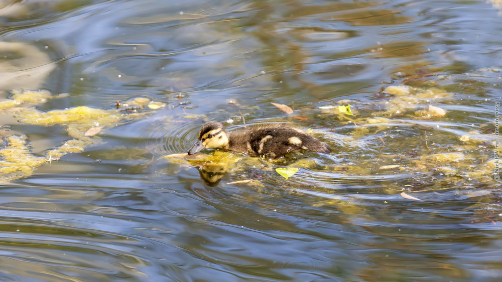 1. Утёнок кряквы. Руинный пруд. Кусково. © NickFW.ru — 02.06.2025г.