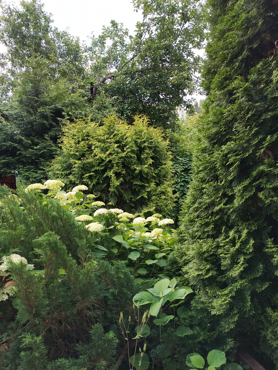 Задумчивый летний вечер и продолжение..