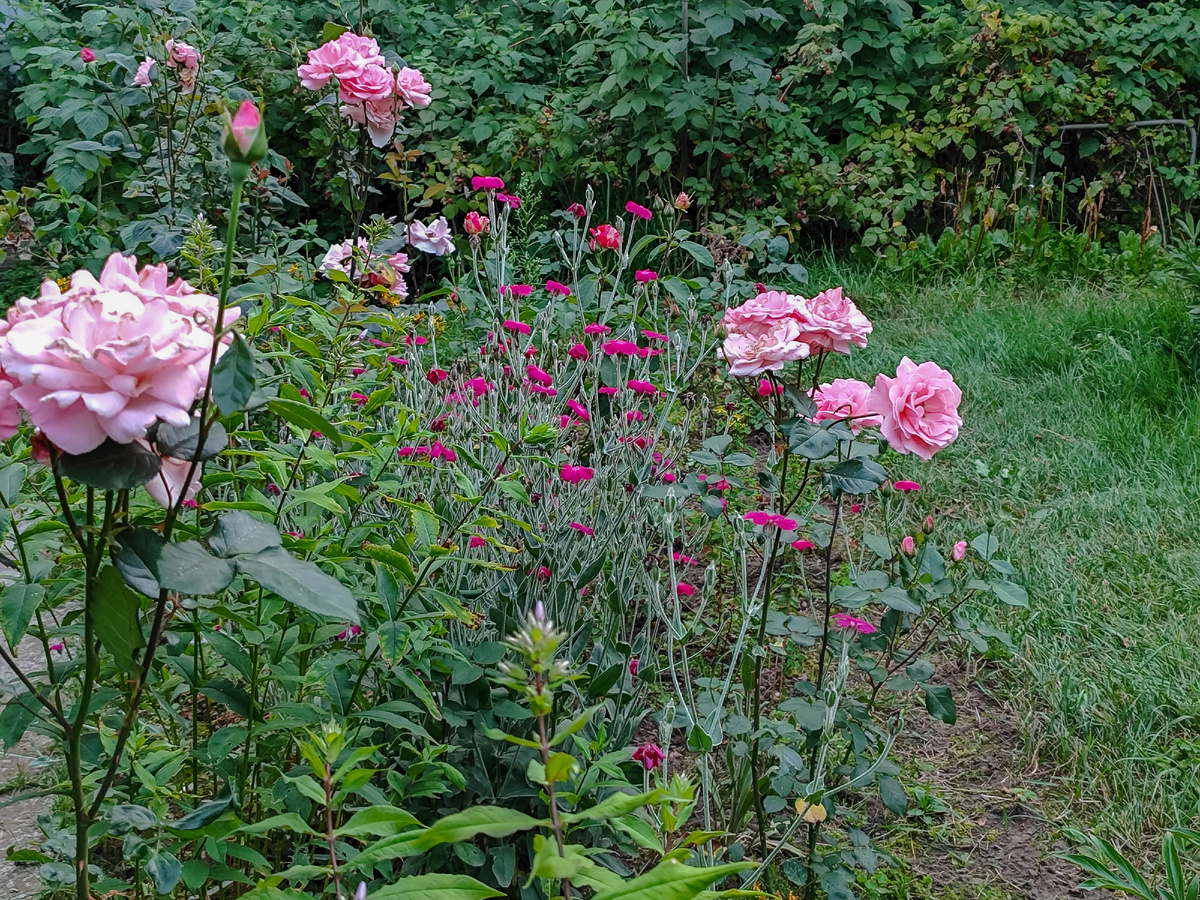 Мультигрядка