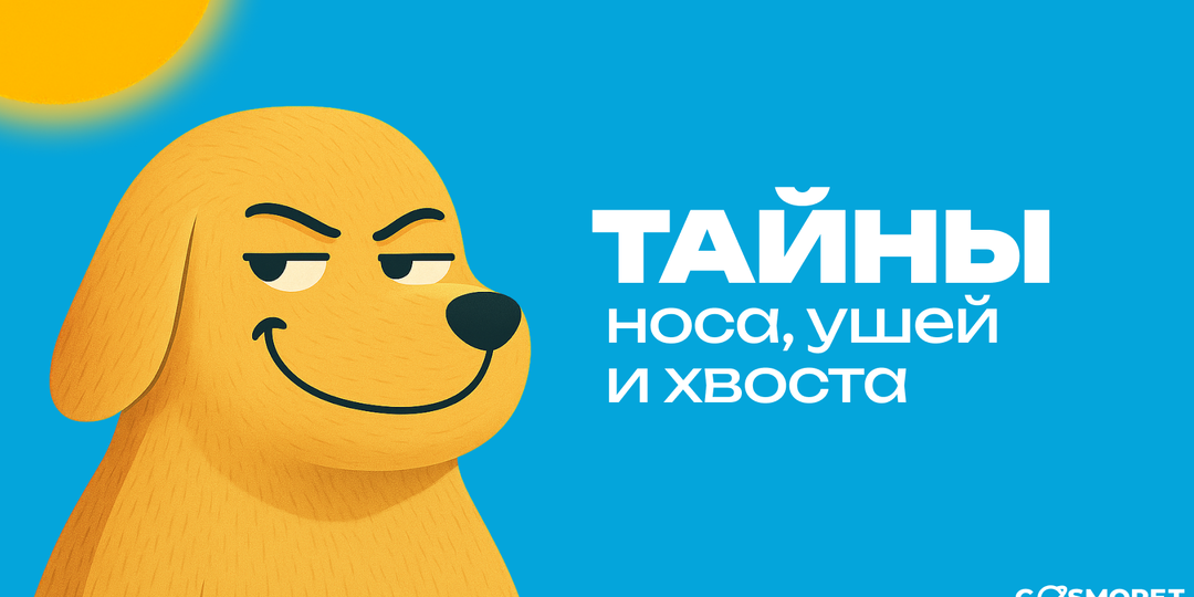 😎Как собаки используют ультразвук и что расскажут их горячие уши? Топ фактов для настоящих пёсогиков