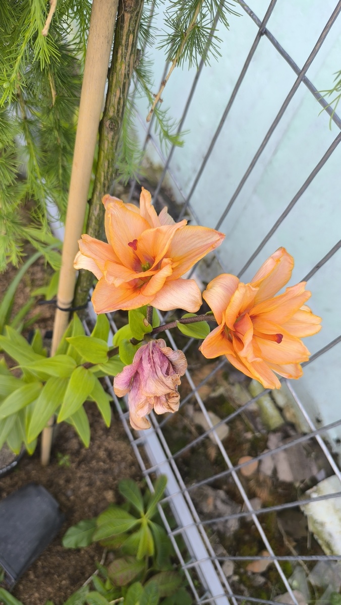 Варёные Лилии 🥹