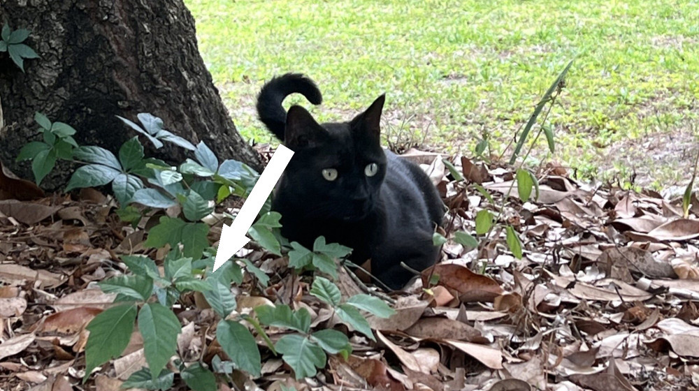    Кот ученого вновь нашел редкий вирус и может изменить эпидемиологическую ситуацию