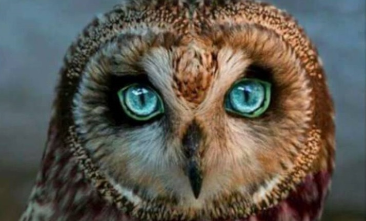 Фото с сайта: https://in.pinterest.com/pin/198228821086803236/