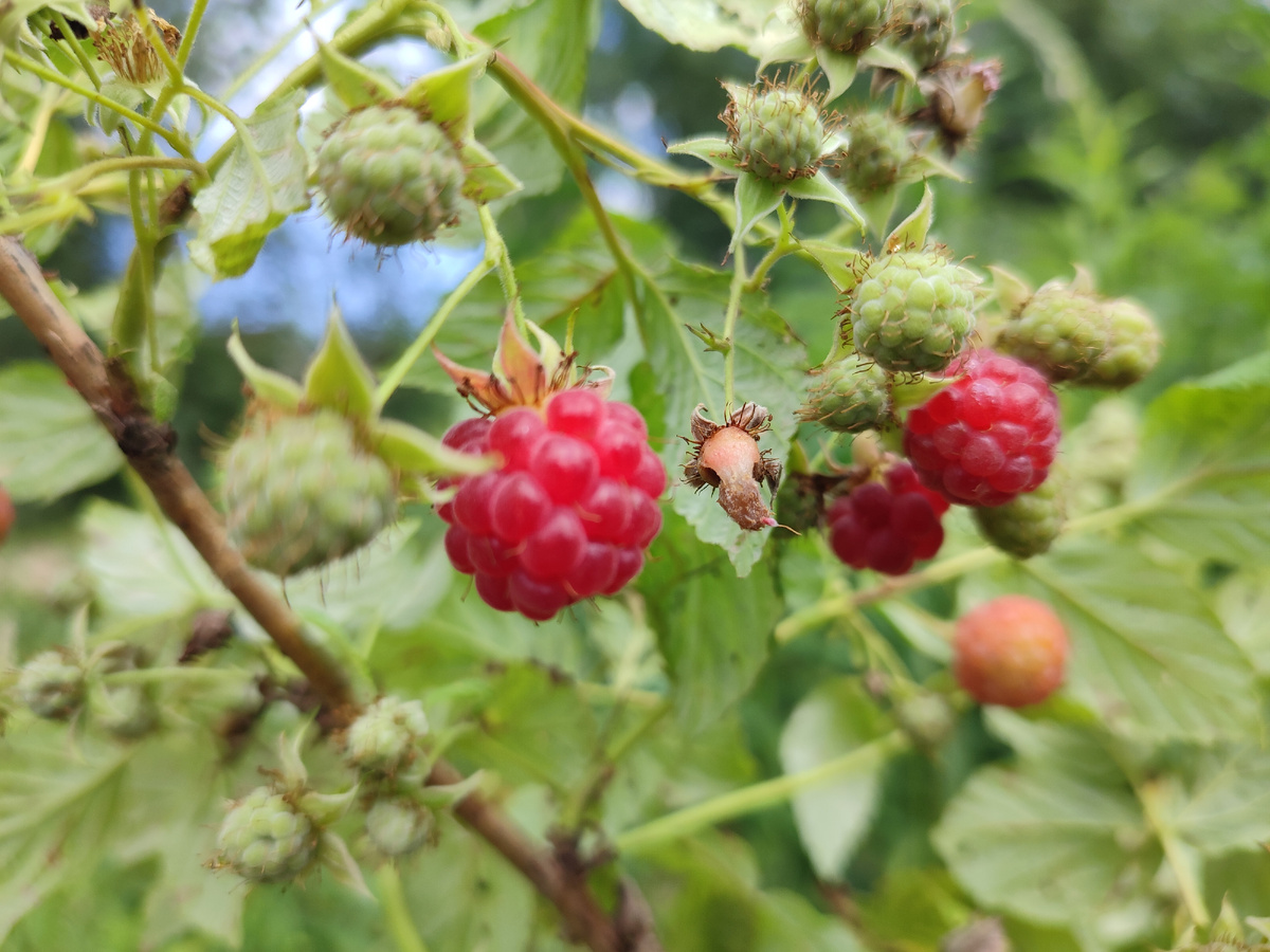 Ягода Малина