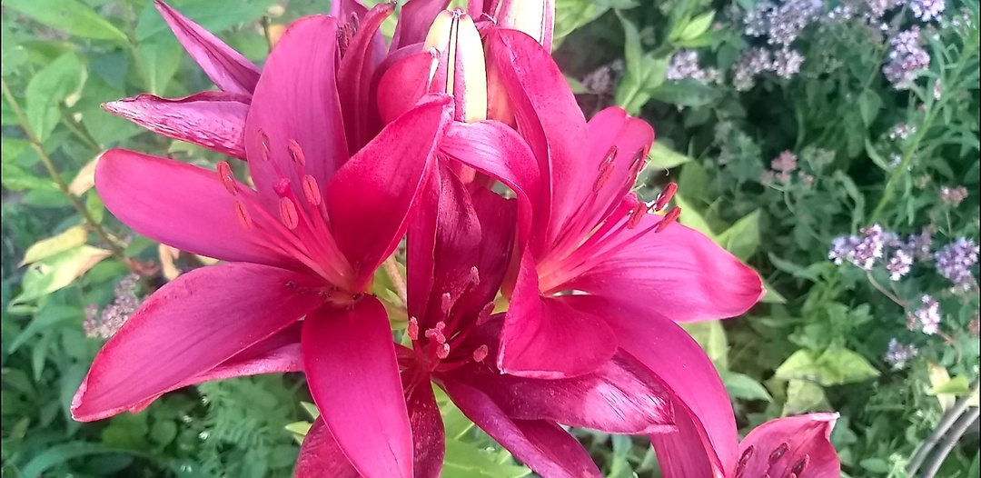 Лилии цветут в дождь.Natali Tim