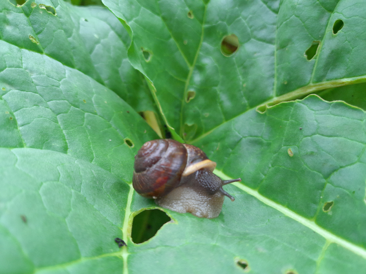 Улитка,покажи рога,дам тебе пирога!