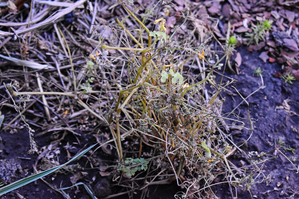 Хохлатка лютеа