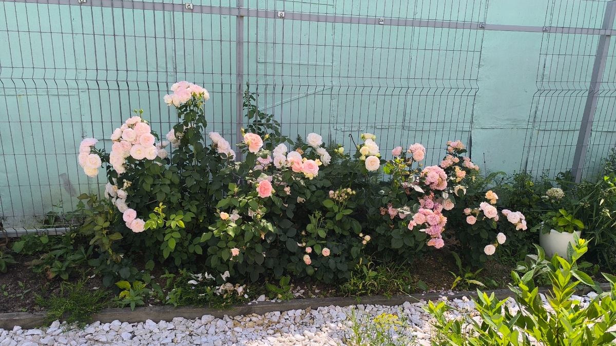 Героиня сегодняшнего эпоса справа у шпалеры.