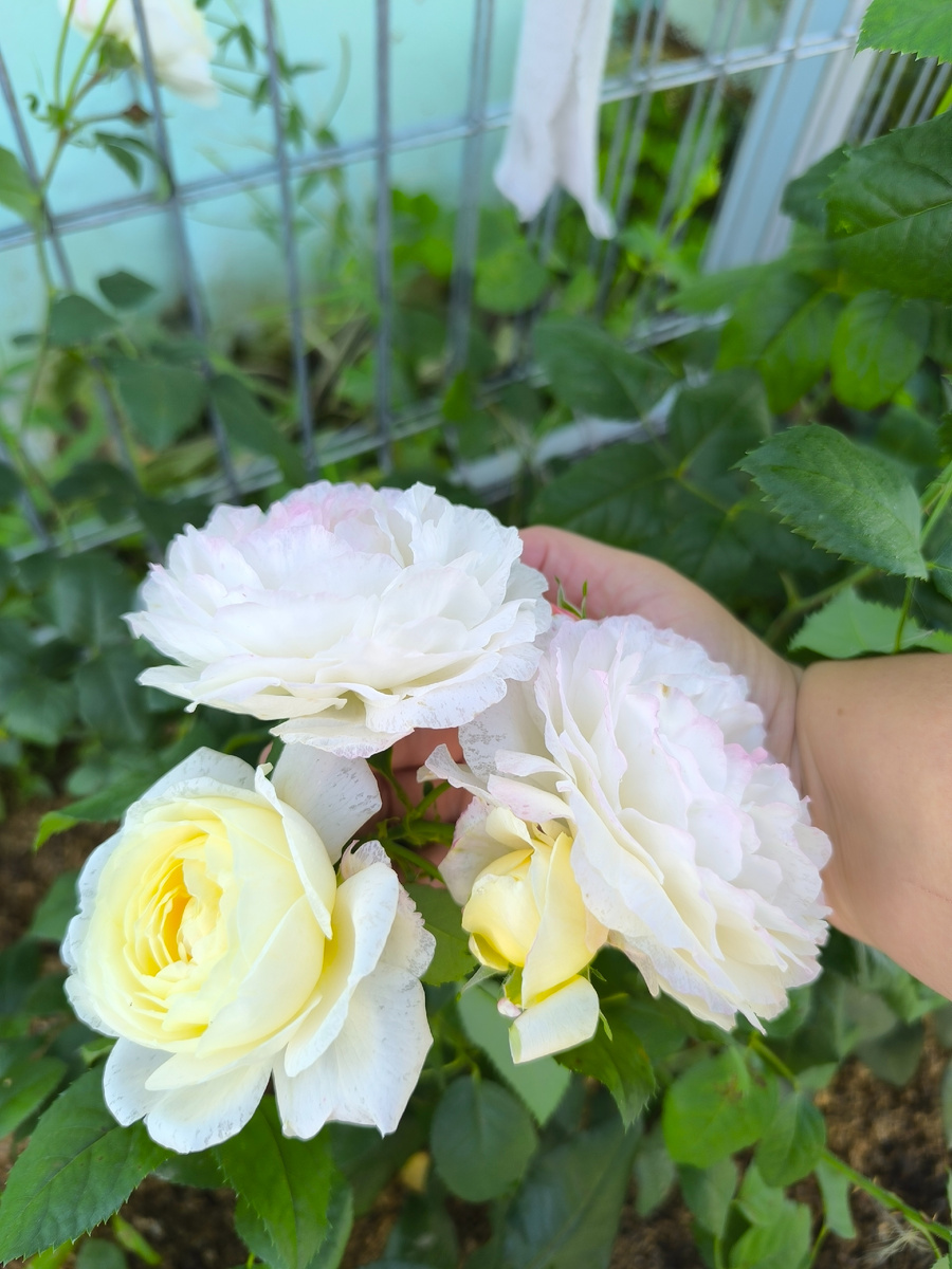 Осеннее цветение. Осенью бутоны имеют оттенок сливочного масла.