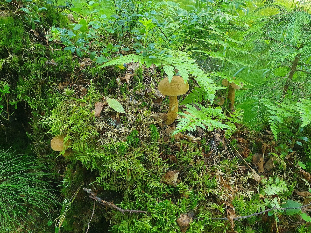 Жёлчный гриб (Tylopilus felleus)