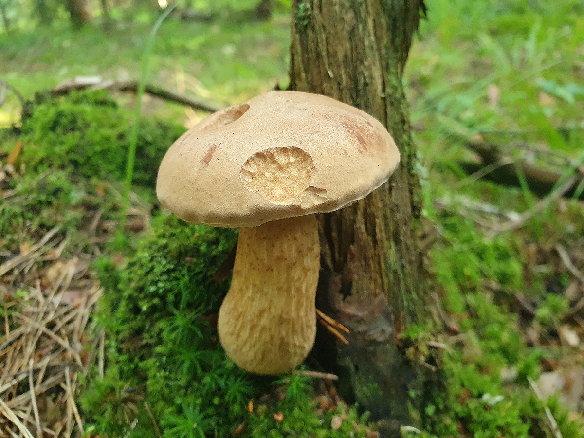 Жёлчный гриб (Tylopilus felleus)