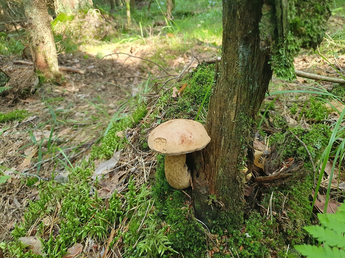 Жёлчный гриб (Tylopilus felleus)