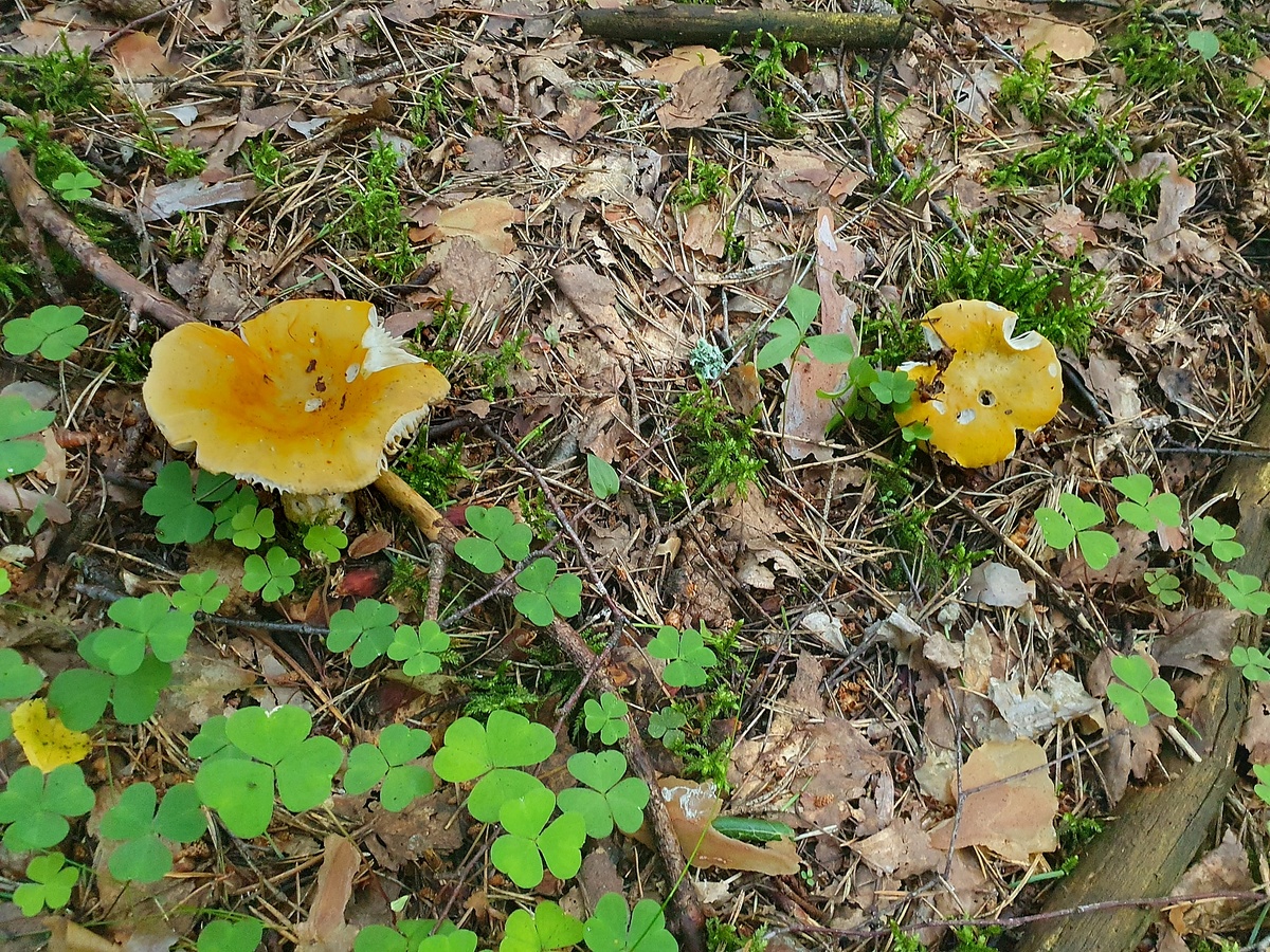 Сыроежка желтая (Russula claroflava)