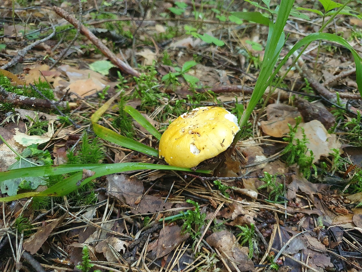 Сыроежка желтая (Russula claroflava)