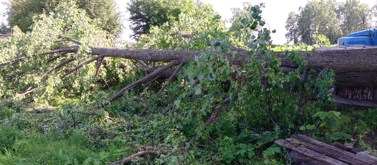 Нашу красавицу липу повалил сильный ветер.