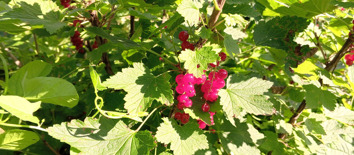 Смородина красная.Кисленькая, из-за постоянных дождей