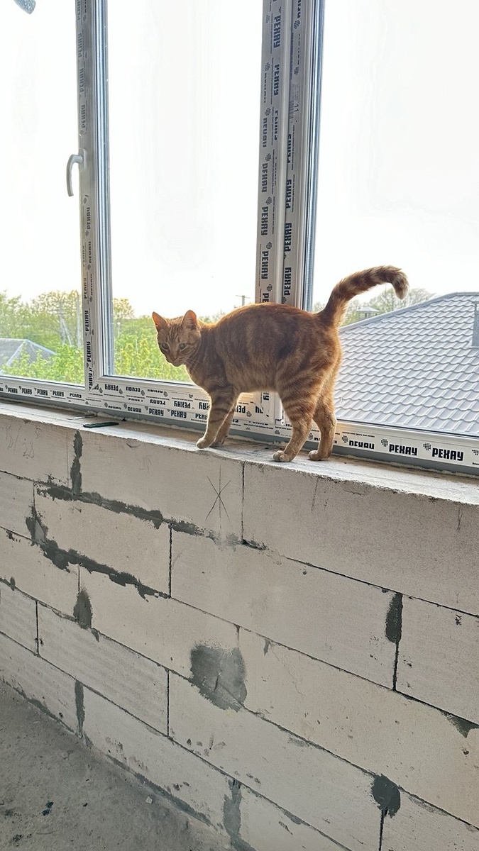 Кекс инпектирует стройку, а зарплату принимает поглаживанием. 