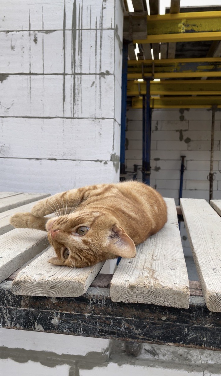 Вот так он заманивает. Приходит и ложиться: "гладьте меня! гладьте!"
