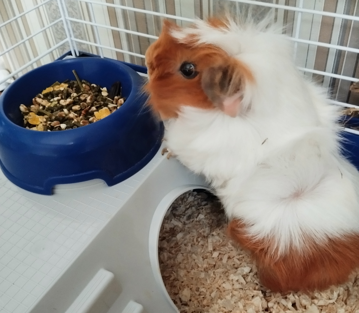 Клавдея Розеткина, она же Гай Клавдиус Розетикус, она же Клавундия, она же наш домашний питомец, она же наша всеобщая любимая рыжая морда. Здесь и далее фото автора и(или) из личного архива автора, если не указано иначе.