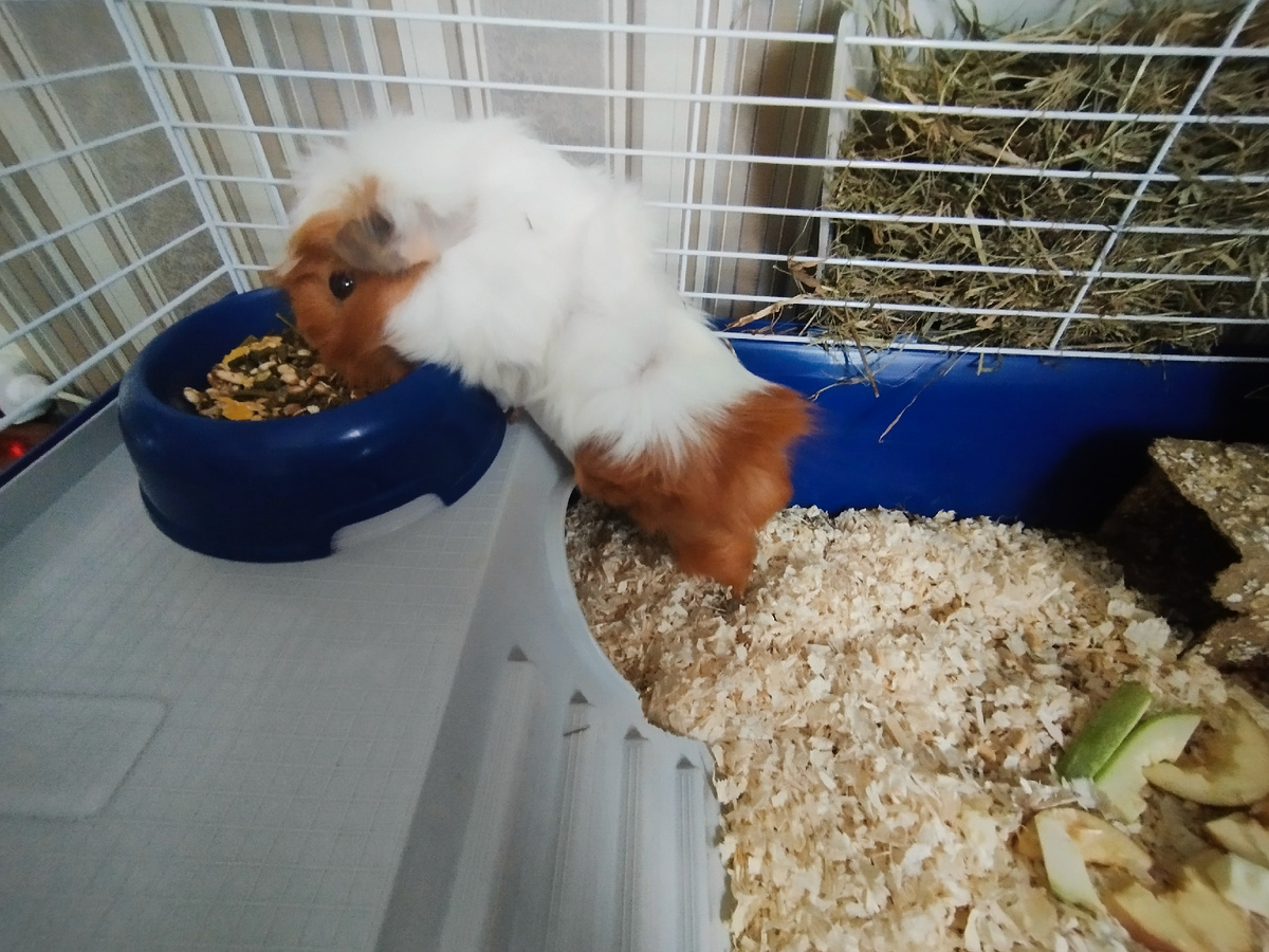 Клавдея трапезничать изволит.